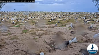 Atol Midway - Peščeni otok