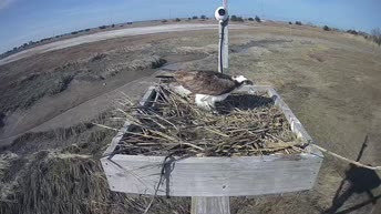 Live Cam Osprey Nest - Stone Harbor