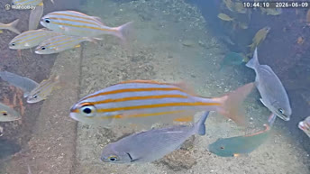 Podvodna kamera u Pompano Beachu, Florida