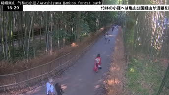 Kyoto - Šuma bambusa Arashiyama