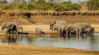 Zambia - African Animals