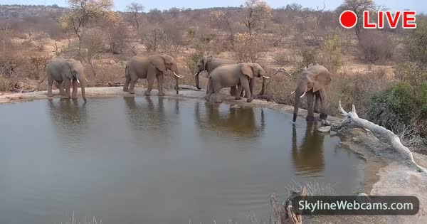 【LIVE】 Webcam Greater Kruger National Park | SkylineWebcams