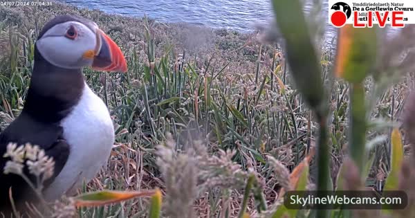 【LIVE】 Live Cam Puffins of Skomer Island | SkylineWebcams