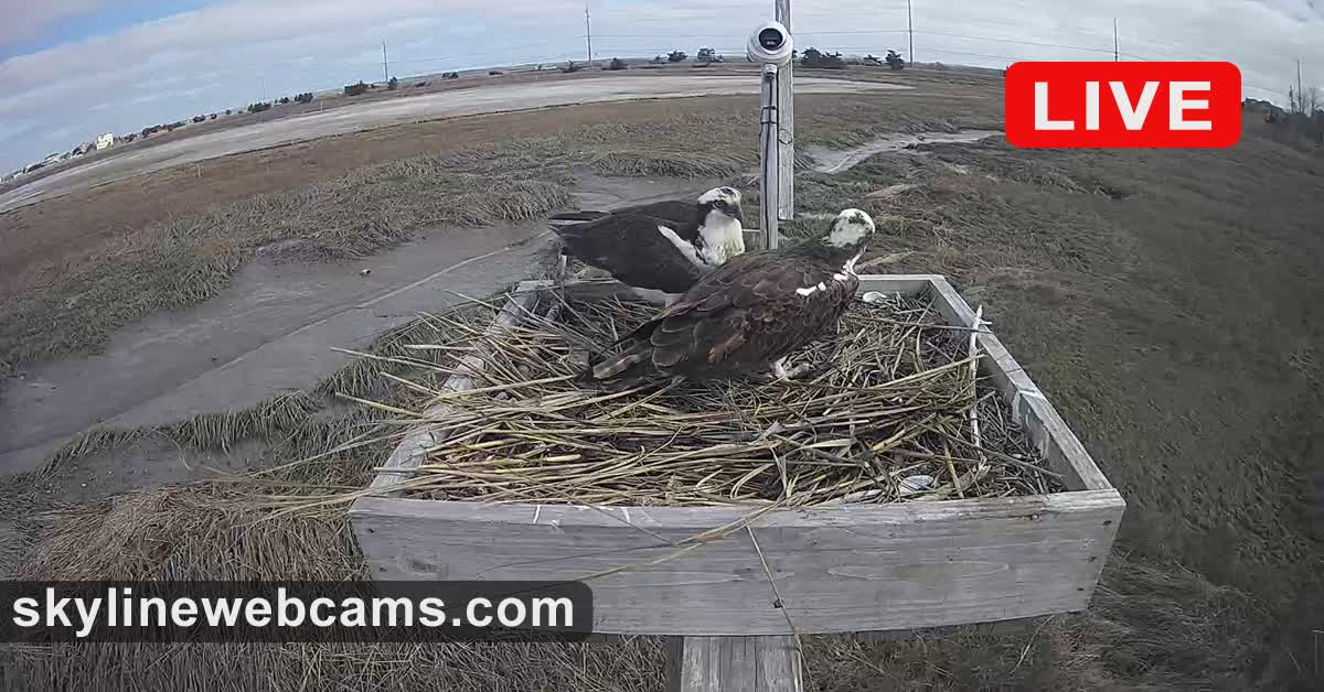 Kamera na żywo Gniazdo rybołowa - Stone Harbor | SkylineWebcams